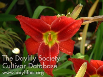 Dwayne's Ruby AHS image