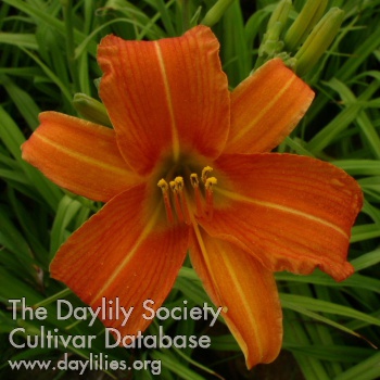 Cottage Garden Gift AHS image