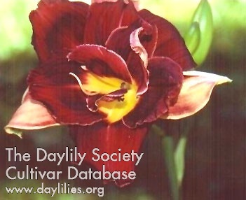 Douglas Debate AHS image