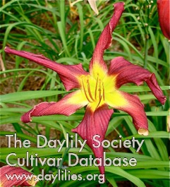 Dixie Rooster AHS image