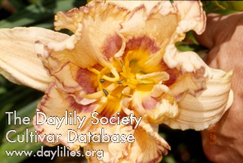 Bee's Marcia Rigsby AHS image