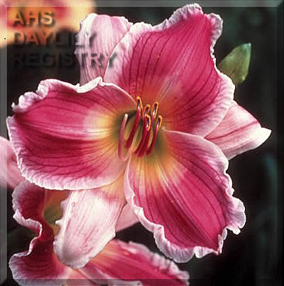 Cosmic Legacy AHS image