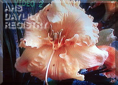 Scrambled Eggs AHS image