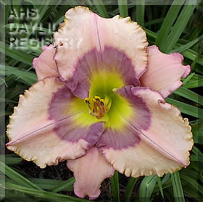 Alpine Amethyst AHS image