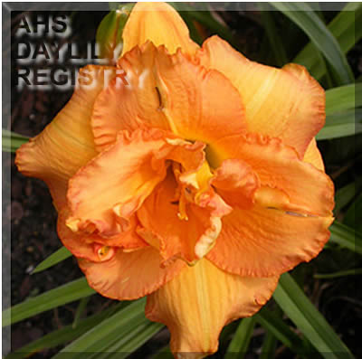 Carrot Rouge Truffle AHS image