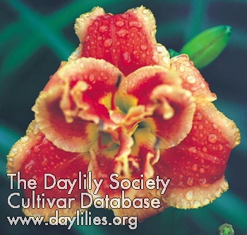 After the Fire image