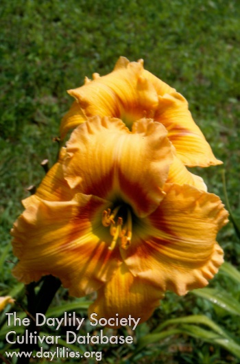 Barnegat Amber Prism
