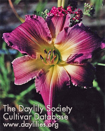 Dallas Oster