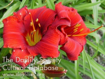 Seneca Cardinal's Song AHS image