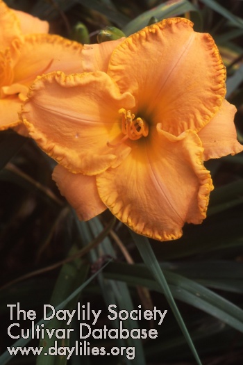 Skyland Orange Crush