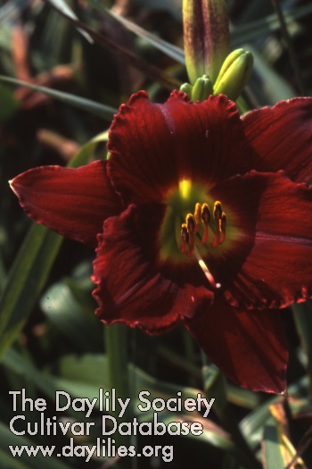 Skyland Red Velvet AHS image