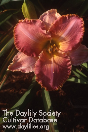 Skyland Rose Delight AHS image