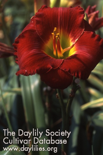Skyland Firecracker