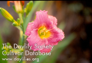 Scojoy's Pink Delight AHS image