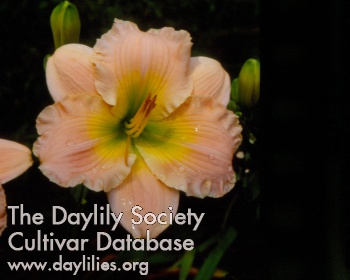 Pink Attire AHS image