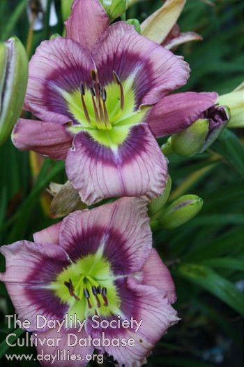 Nature's Fine Art AHS image