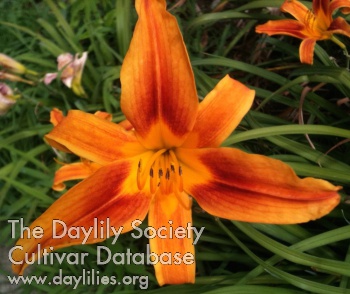 Gadsden Firefly AHS image