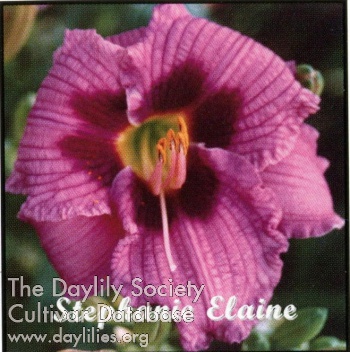 Stephanie Elaine AHS image