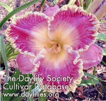 Diann Stivison AHS image