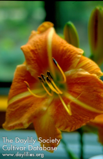 Sagamore Dick Fawcette AHS image