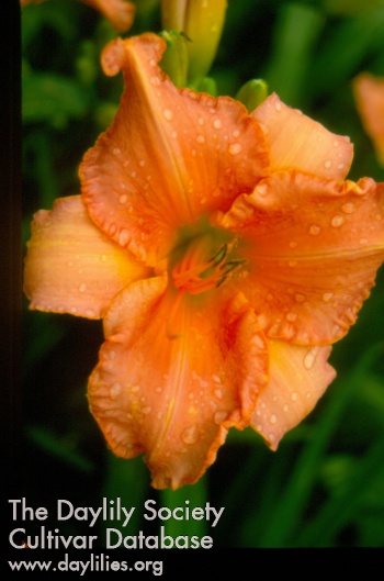 Sagamore Louise L. Gerry AHS image