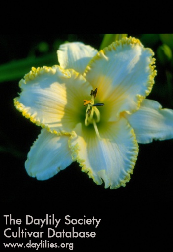 Sagamore Dr R.F. Vizza AHS image