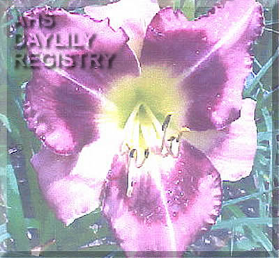 Carolina Kaleidoscope AHS image