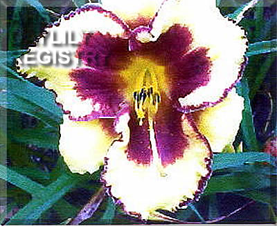 Brice Honeycutt AHS image