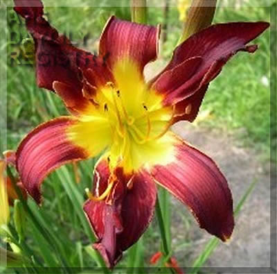 Crimson Enigma AHS image