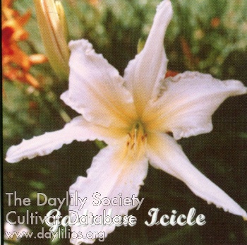 Gadsden Icicle AHS image