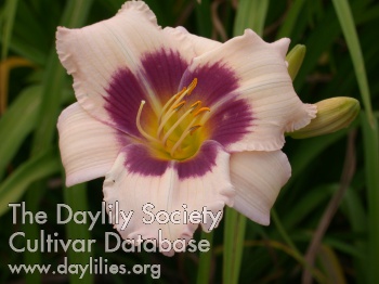Wahpeton Wish AHS image