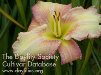 Chase This One AHS image