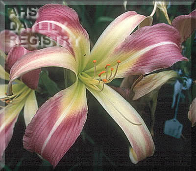 Wide Eye Bayou AHS image