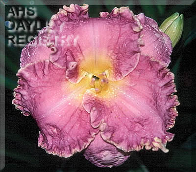 Ma Foster AHS image