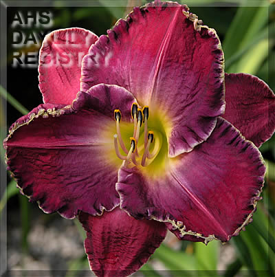 Amicable Resolution