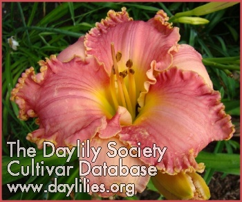 Greywoods Fruite De Loops AHS image