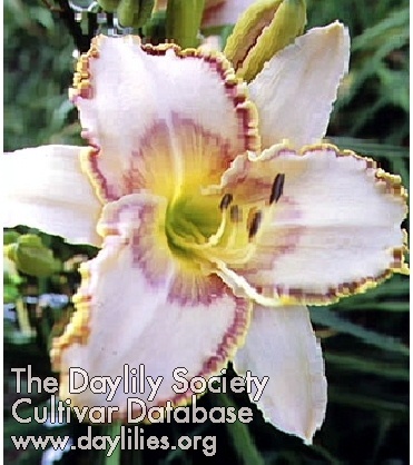 Greywoods Lady Pursalot AHS image