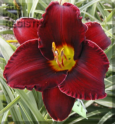 Chautauqua Ruby AHS image