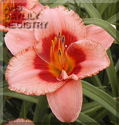 Chautauqua Pink Toy AHS image