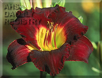 Prince Dimitry AHS image