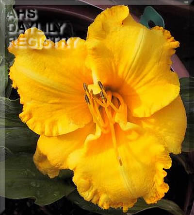 Doris Mathews Memorial AHS image