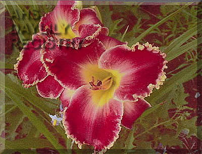 Rahima Kondich AHS image