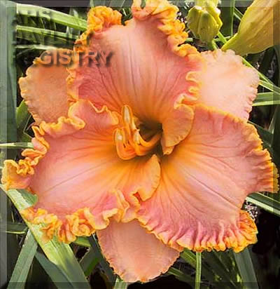 Edna Selman AHS image