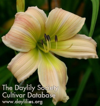 Southport Delight AHS image
