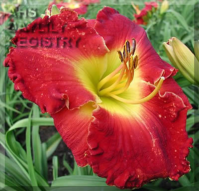 Glory in Red AHS image