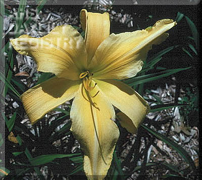 King's Golden Treasure AHS image