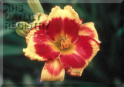 Island Love Affair AHS image