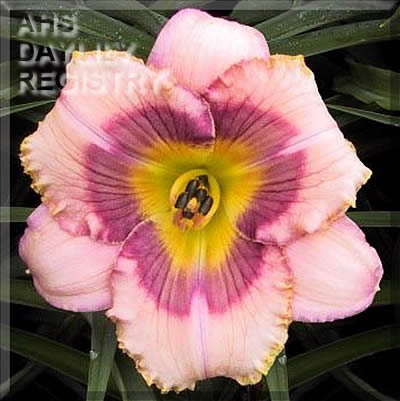 Blue Ridge Shepherd Boy AHS image
