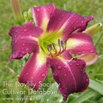Lyndell's Purple Lady AHS image
