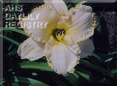 Flint Hills Dixie D's AHS image